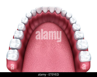 Human teeth opening isolated on white background, 3D rendering Stock ...