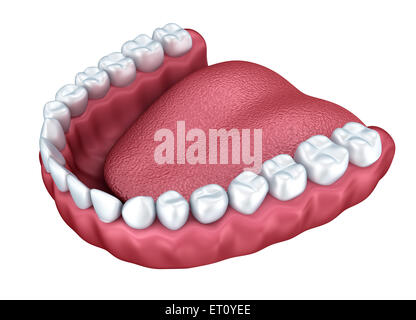 Human teeth opening isolated on white background, 3D rendering Stock ...