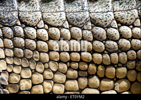 Closeup skin of gharial gavialis gangeticus ; India ; Asia Stock Photo