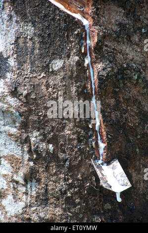 Rubber ; ficus elastica ; sap dropping in pot ; Ponmudi ; Trivandrum ;  Thiruvananthapuram ; Kerala ; India ; Asia Stock Photo