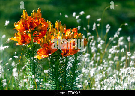 Flowering Orange Lilies or Fire Lilies (Lilium bulbiferum), along the ...