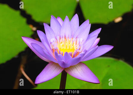 purple lotus with yellow pollen, lotus, nelumbo nucifera, indian lotus, sacred lotus, bean of india, egyptian bean Stock Photo