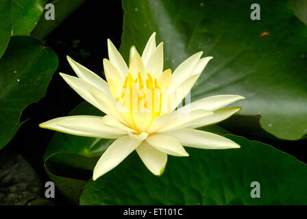 Lotus with yellow pollen lotus, nelumbo nucifera, indian lotus, sacred lotus, bean of india, egyptian bean Stock Photo