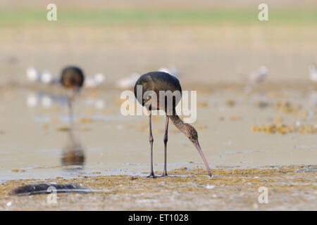 Glossy Ibis at shallows of Manych lake in Kalmykia, Russia Stock Photo