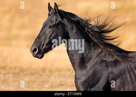 Head-shot of Black Friesian Stallion cantering, late afternoon sunlight Stock Photo