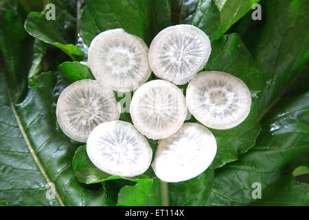 Green vegetable ; round slices of muli radish raphanus sativa on leaves Stock Photo