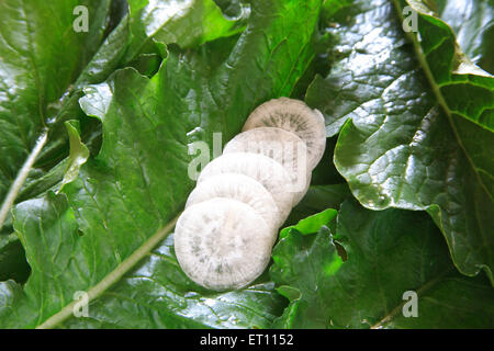 Green vegetable ; round slices of muli radish raphanus sativa on leaves Stock Photo