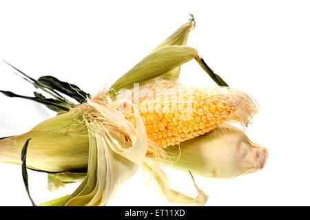 Two ears of fresh, uncooked corn on the cob.  One ear, partially shucked (leaves peeled back) is laying across the other ear. Stock Photo