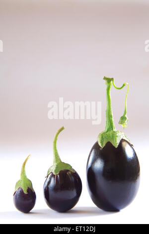 Vegetables ; baingan ; Brinjal ; Eggplant  ; India Stock Photo