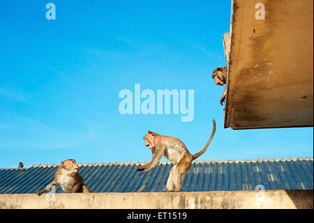 Monkeys on the roof of the building in Lopburi, Thailand Stock Photo
