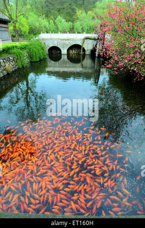 Goldfish pond, Dong Yang palace, Lu Residential Complex, Imperial Palace, Dongyang, Tungyang, South China, China, Chinese Stock Photo