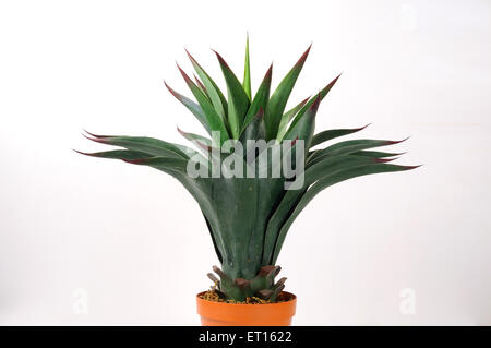Agave tequilana, blue agave, agave azul, tequila agave, agave plant, artificial plant, Summer Palace, Imperial Garden, Haidian, Beijing, China Stock Photo