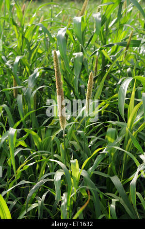pearl millet crop, bajra fields, India Stock Photo