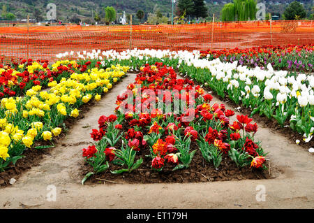 indira gandhi memorial tulip garden Srinagar Kashmir India Asia Stock Photo