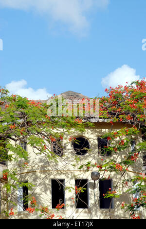 Architect ; typical old house cover with the Gulmarg red flower ; Bombay Mumbai ; Maharashtra ; India Stock Photo