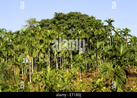 Areca catechu, betel tree, betel nut tree, areca nut tree, Port Blair, South Andaman Island, Andaman and Nicobar Islands, India Stock Photo