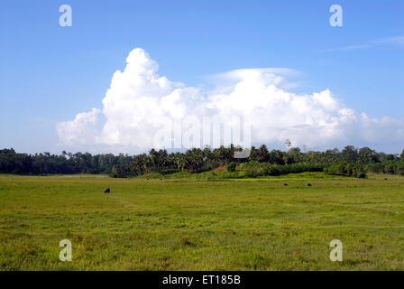 Palm trees, Redskin Islands, Port Blair, Andaman and Nicobar Islands, Union territory of India, UT, India, Asia Stock Photo