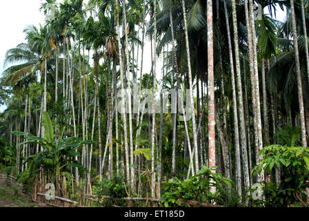 Areca catechu, areca nut tree, betel nut trees, Red Skin Island, Port Blair, Andaman and Nicobar Islands, Union territory, UT, India, Asia Stock Photo