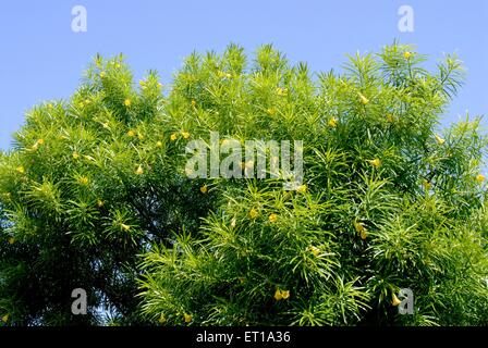 Pilli Kanner yellow oleander thevetia peruviana ; Amreli ; Gujarat ; India Stock Photo
