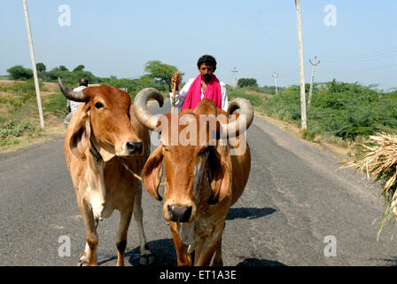 Man with bull ; Amreli ; Gujarat ; India MR#364 Stock Photo