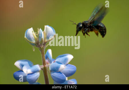 Honey Bee Collecting Nectar from Blue Flower Kolkata India Asia Stock Photo