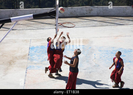 Tibetan monks wearing maroon color cloths playing Basketball on the ground ; Dulanji ; Himachal Pradesh ; India Stock Photo