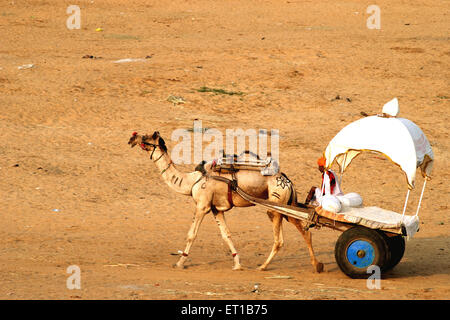 Camel cart at Pushkar ; Rajasthan ; India Stock Photo