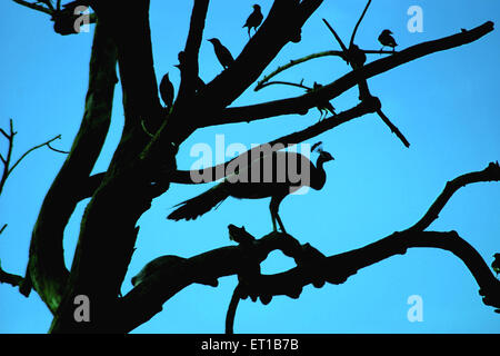 Peacock silhouette on tree Stock Photo