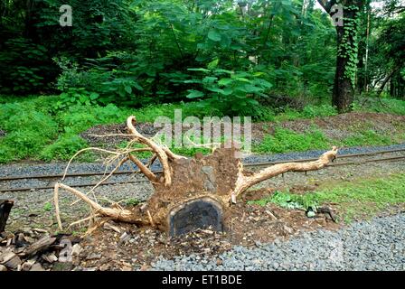 Broken tree ; dead tree ; Sanjay Gandhi National Park ; Borivali ; Bombay ; Mumbai ; Maharashtra ; India ; Asia ; Asian ; Indian Stock Photo
