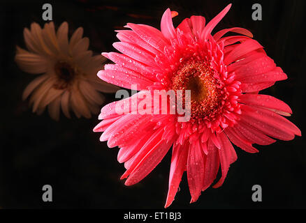 Pink dahlia flower Stock Photo