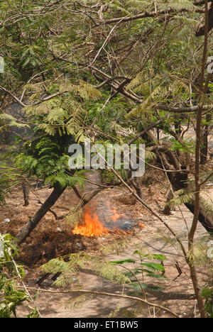Fire burning dry leaves and wood ; Bombay ; Mumbai ; Maharashtra ; India ; Asia ; Asian ; Indian Stock Photo