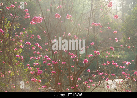 Bougainvillea flowers ; Sanjay Gandhi National park ; Borivali ; Bombay ; Mumbai ; Maharashtra ; India ; Asia ; Asian ; Indian Stock Photo