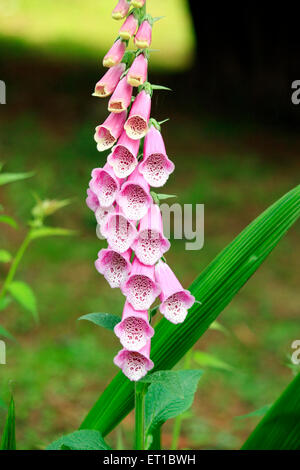 foxglove flower, Digitalis purpurea flower Stock Photo