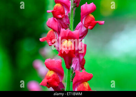 Gladiolus red flower Stock Photo