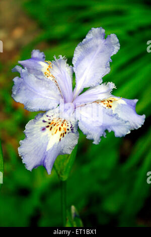 Butterfly flower, Iris Japonica, lavender flower Stock Photo