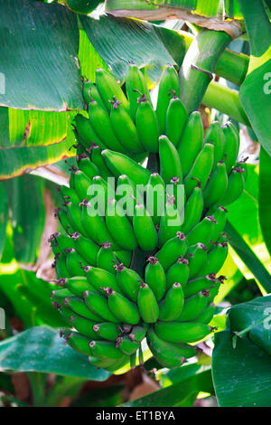 Banana tree ; district Sangli ; Maharashtra ; India Stock Photo