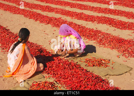 Girl and woman cleaning dried red chillies ; Mathania ; Jodhpur ; Rajasthan ; India , Asia Stock Photo