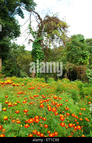 Flowers near Elephant Falls ; Shillong ; Meghalaya ; India Stock Photo