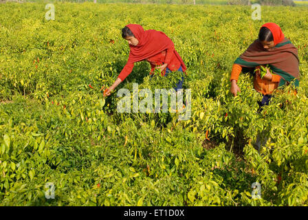 Young girls plucking red chilli in field ; Jodhpur ; Rajasthan ; India NOMR Stock Photo