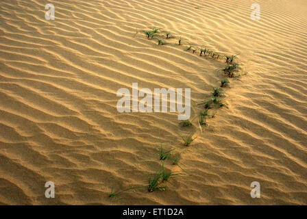 Deep ripples and ridges of sand with grass in desert of khuhri ; Jaisalmer ; Rajasthan ; India Stock Photo