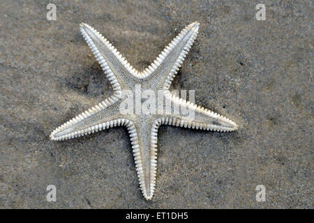 Dead star fish on the beach of Mandarmoni Kolkata West Bengal India Asia Stock Photo