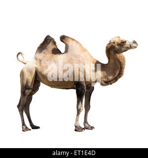 Camel isolated on the white background Stock Photo