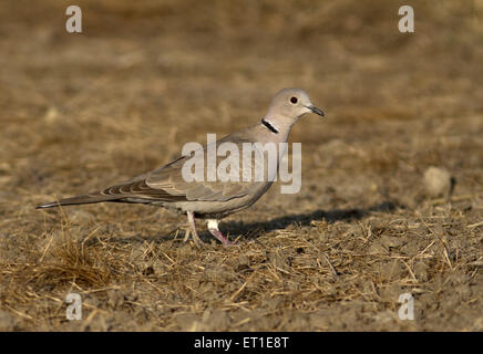 Eurasian Collared Dove at Rajasthan India Stock Photo