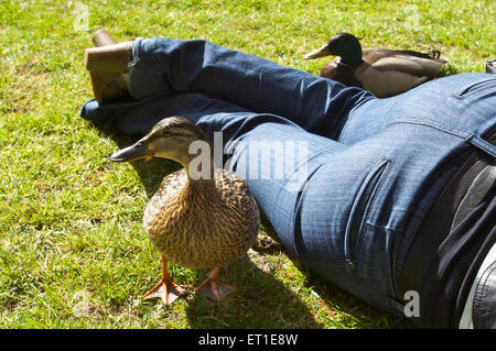 A male and a female Mallard duck being together with a woman laying in the grass in a park Stock Photo