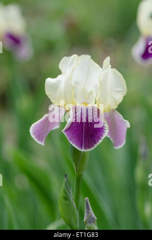 Tall Bearded Iris RHEIN NIXE in Pennsylvania, USA. Stock Photo