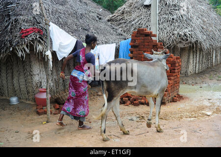 Rural lady with cow fund by ngo kshtriya gramin financial services by IFMR foundation ; Thanjavur ; Tamil Nadu ; India Stock Photo