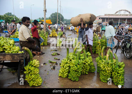 Vendor with bananas in  market ; Thanjavur  ; Tamil Nadu ; India Stock Photo