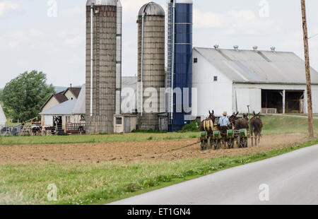 Amish farmer plowing land, ploughing, in traditional way, countryside, Lancaster County, Dutch Pennsylvania, USA Stock Photo