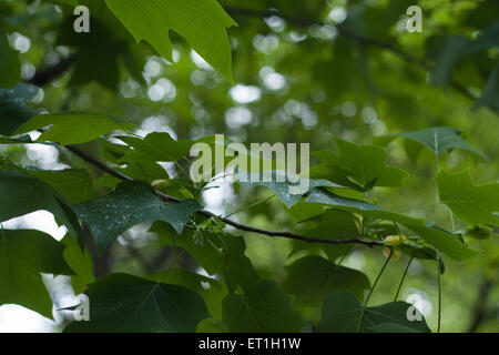 Tulip tree branch with leaves close up. Raindrops and blurred background. Stock Photo