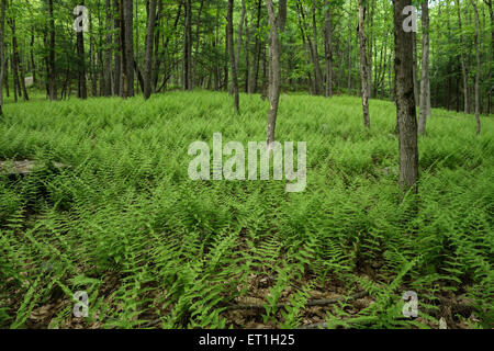 Ferns, Dennstaedtia punctilobula, Hay-scented Fern, covering forest floor in spring, Pennsylvania. USA. Stock Photo